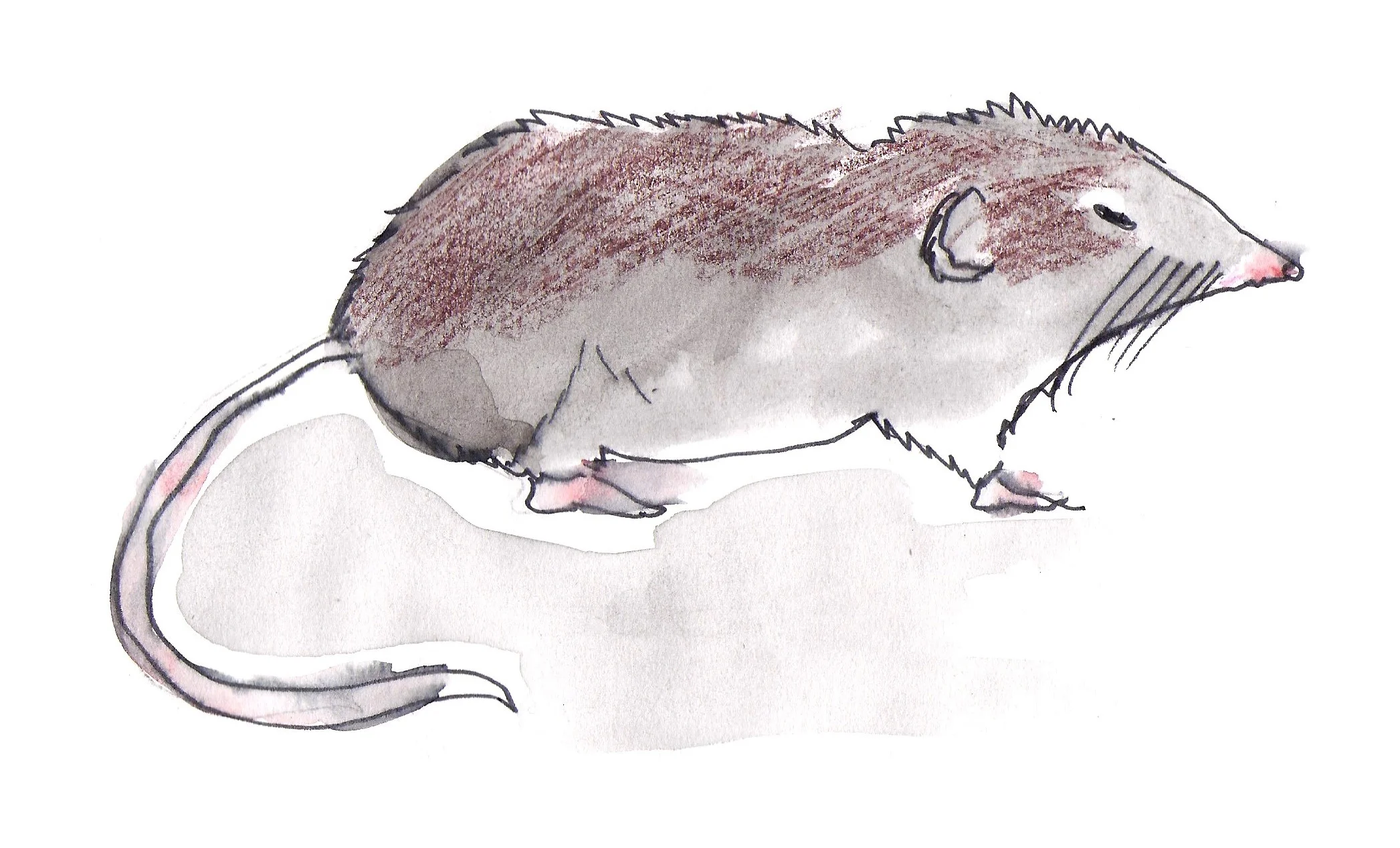 Spitsmuis
