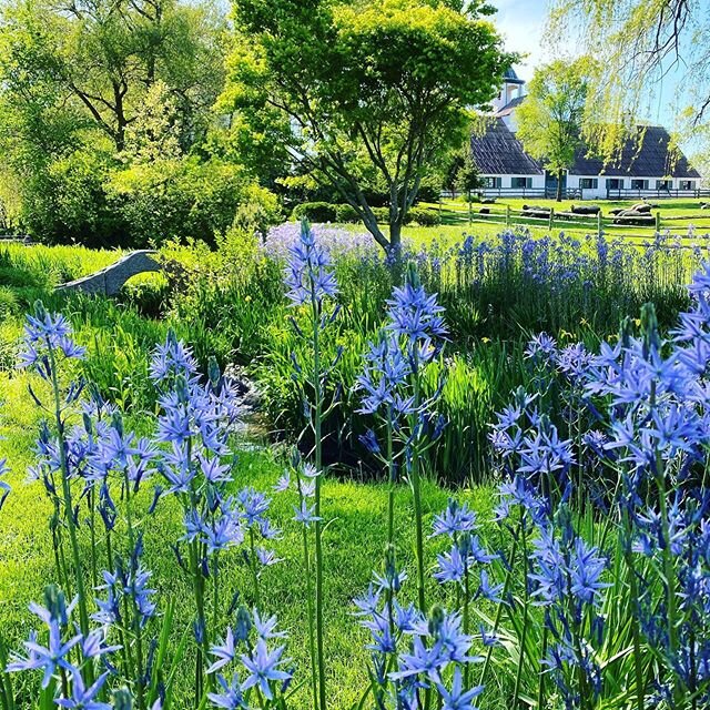 Make meadows and NOT LAWN ...! #savethebees #beehive #stopspreadingyourlawn #banning-pesticide  #naturelovers