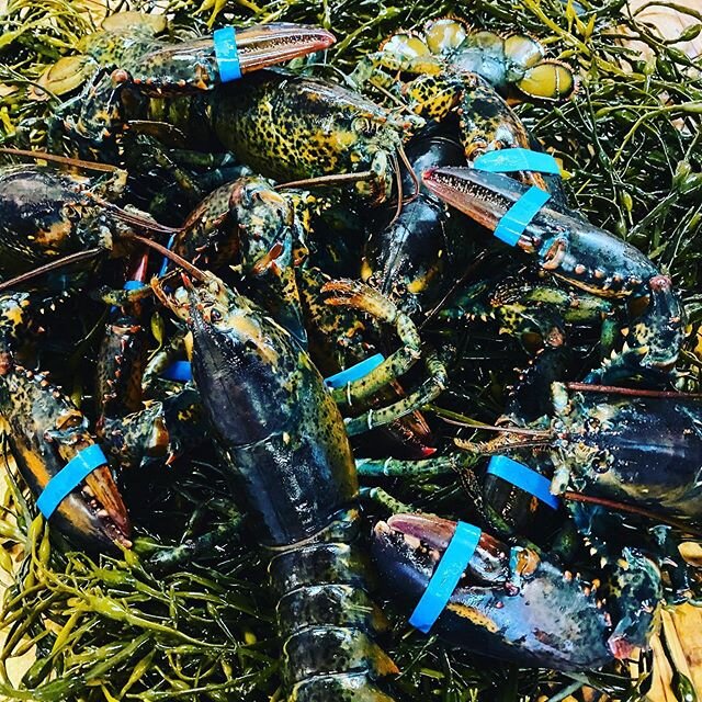 By popular demand this week again .. straight from Maine , beurre blanc, fresh Maine lobster with a mixed green salad, three grilled vegetables and a starch $28,00 #lobster #livelobster #Frenchbistro #healthyfood