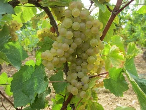 ripe-grapes.jpg