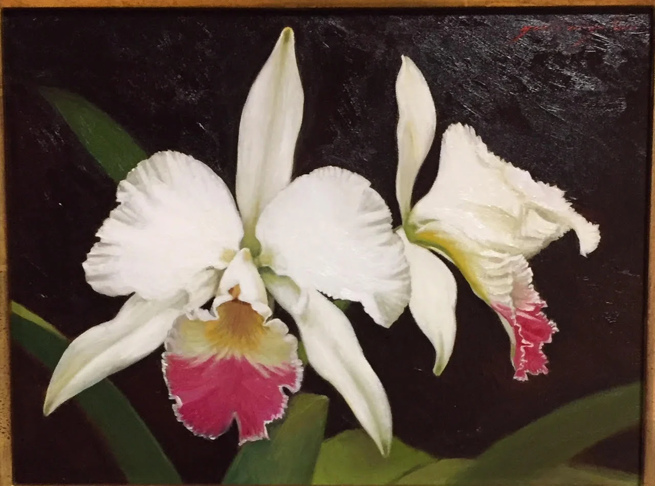 Pink Cattleya Orchid
