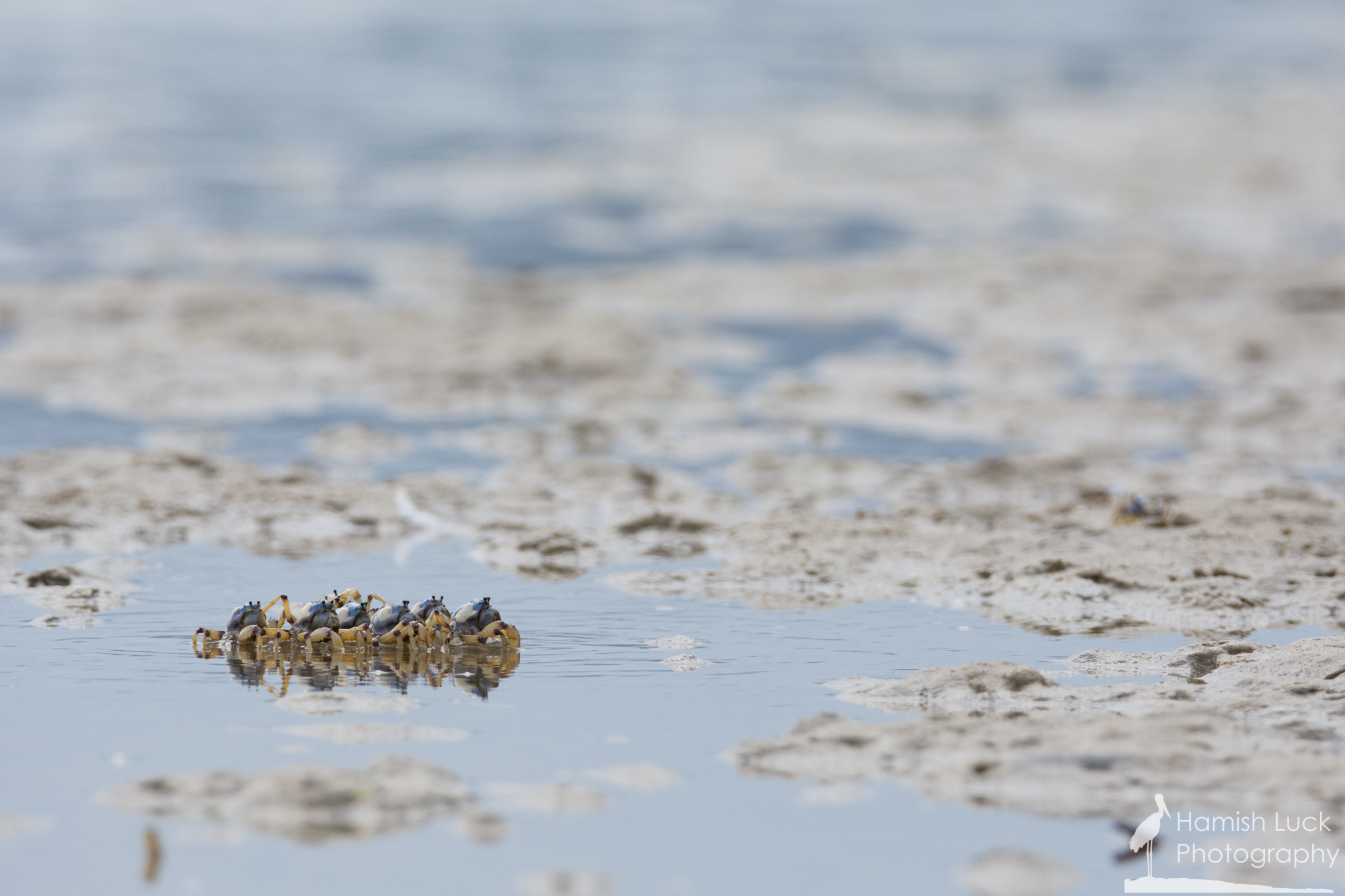 Soldier Crabs on the March