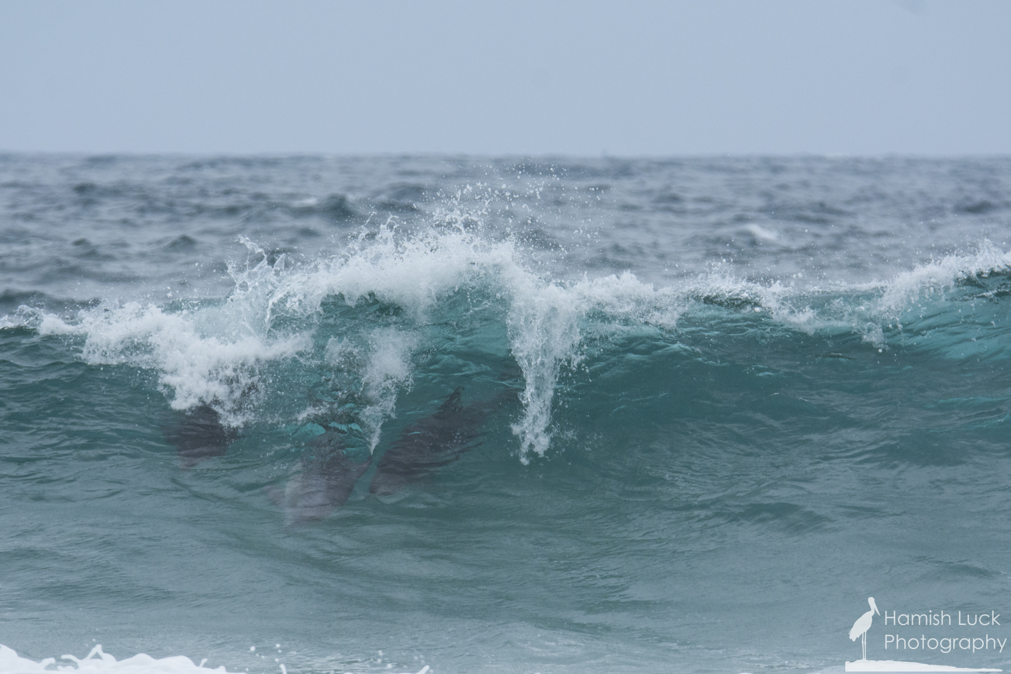 Surfing Dolphins