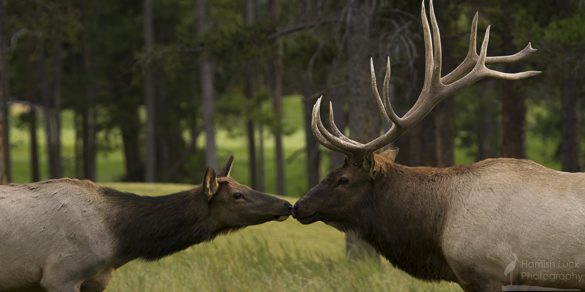 Kissing Elk