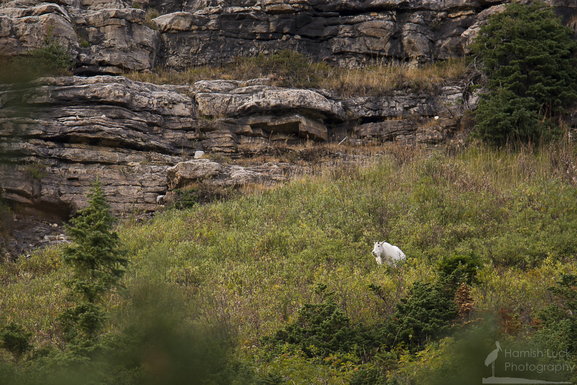 Mountian Goat near Lake Louise