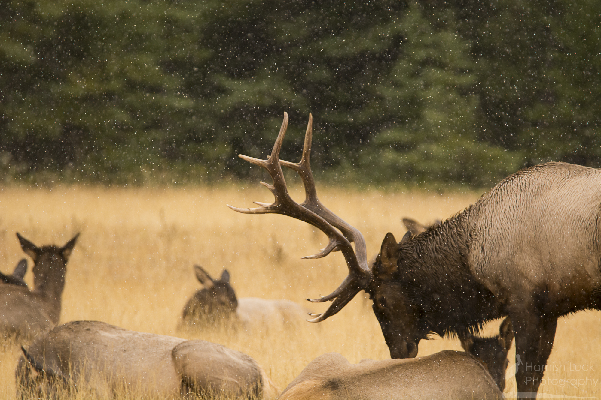 Bull Elk standing guard in the snow