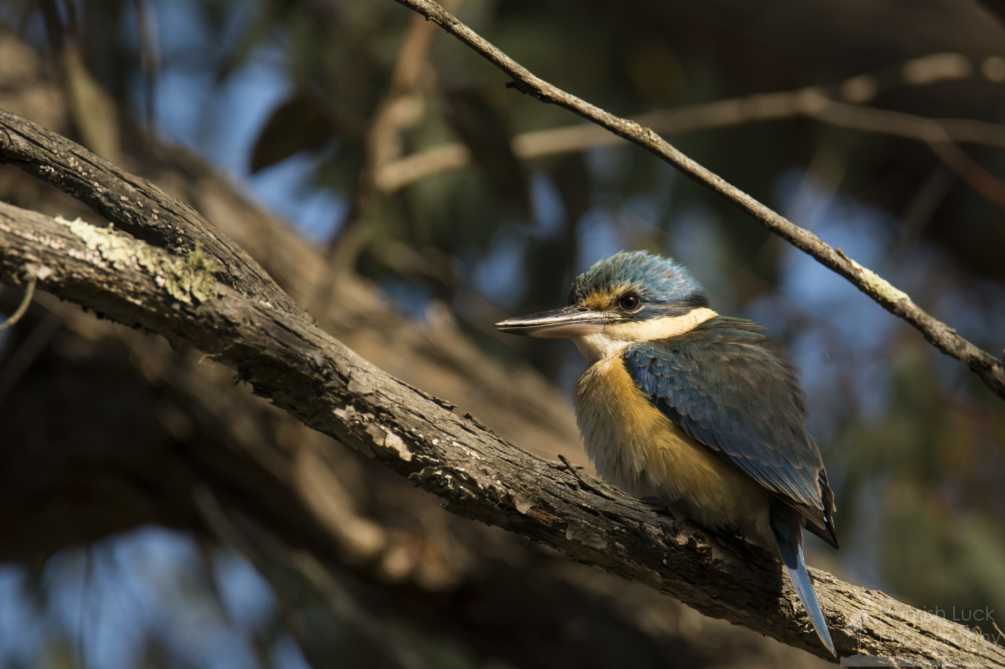 Sunset Kingfisher