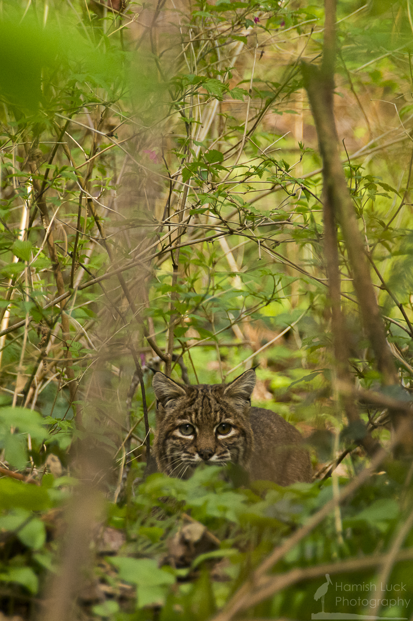 Urban Bobcat