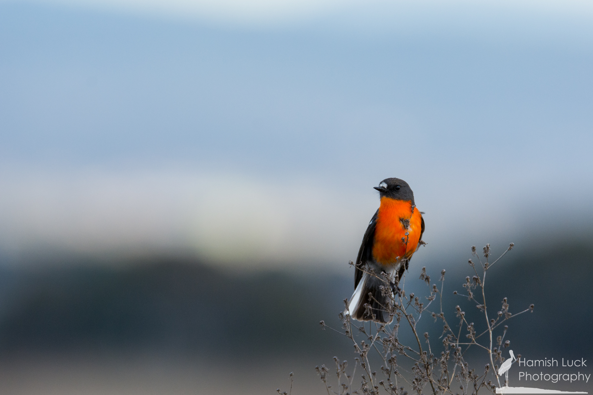 Flame Robin