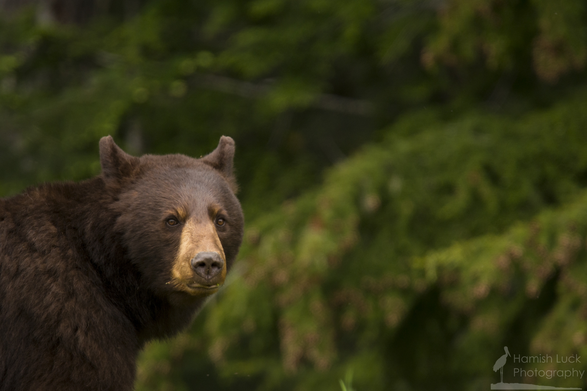 Cinnamon Bear near Whistler