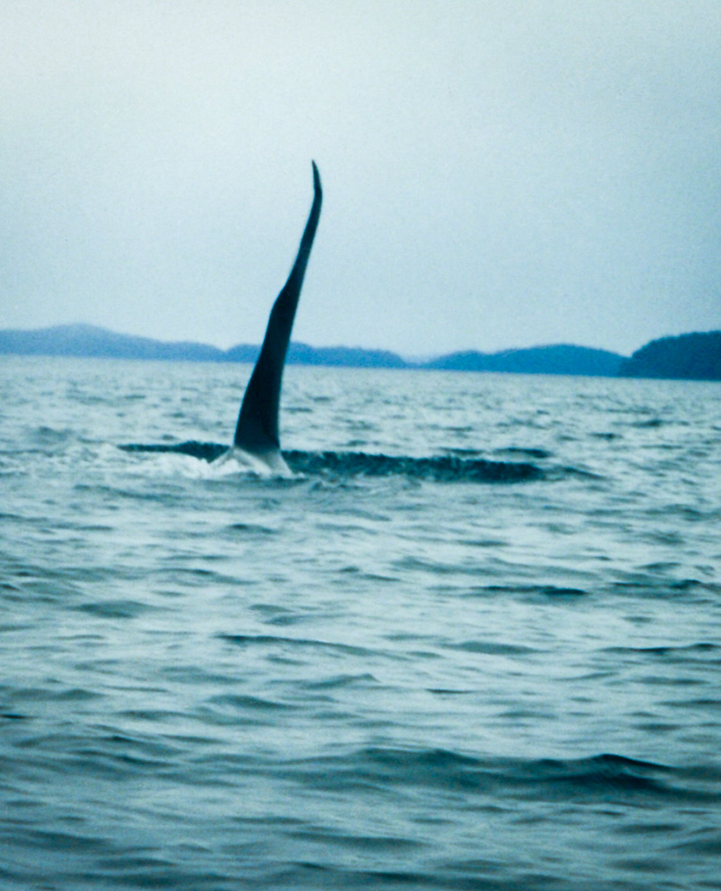 Vancouver Island - N - Inland Passage - Ginna's 'Big Male Orca' shot from my kayak seat