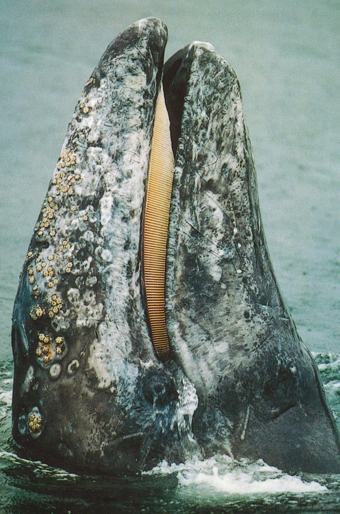 Grey+Whale+-+Baja+#5+-+Adult+-+Baleen+&+Barnacles+-+Postcard.jpg