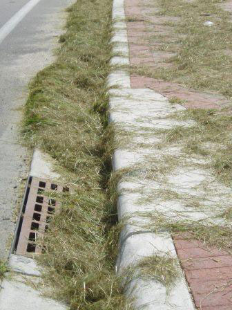 These grass clippings are clogging a storm drain and should be blown off the road.