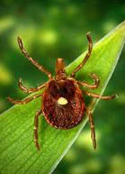 Female Lone Star Tick: CDC/ James Gathany; William Nicholson