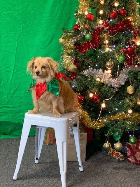 Beau is ready for Christmas 2019.jpg