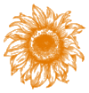 A Shift Happens Sunflower - Orange@0.5x.png