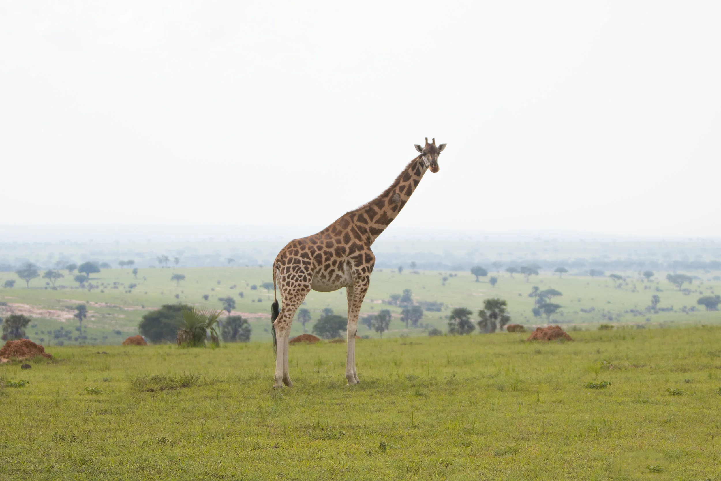 WesiteEditGiraffeFile1290.jpg