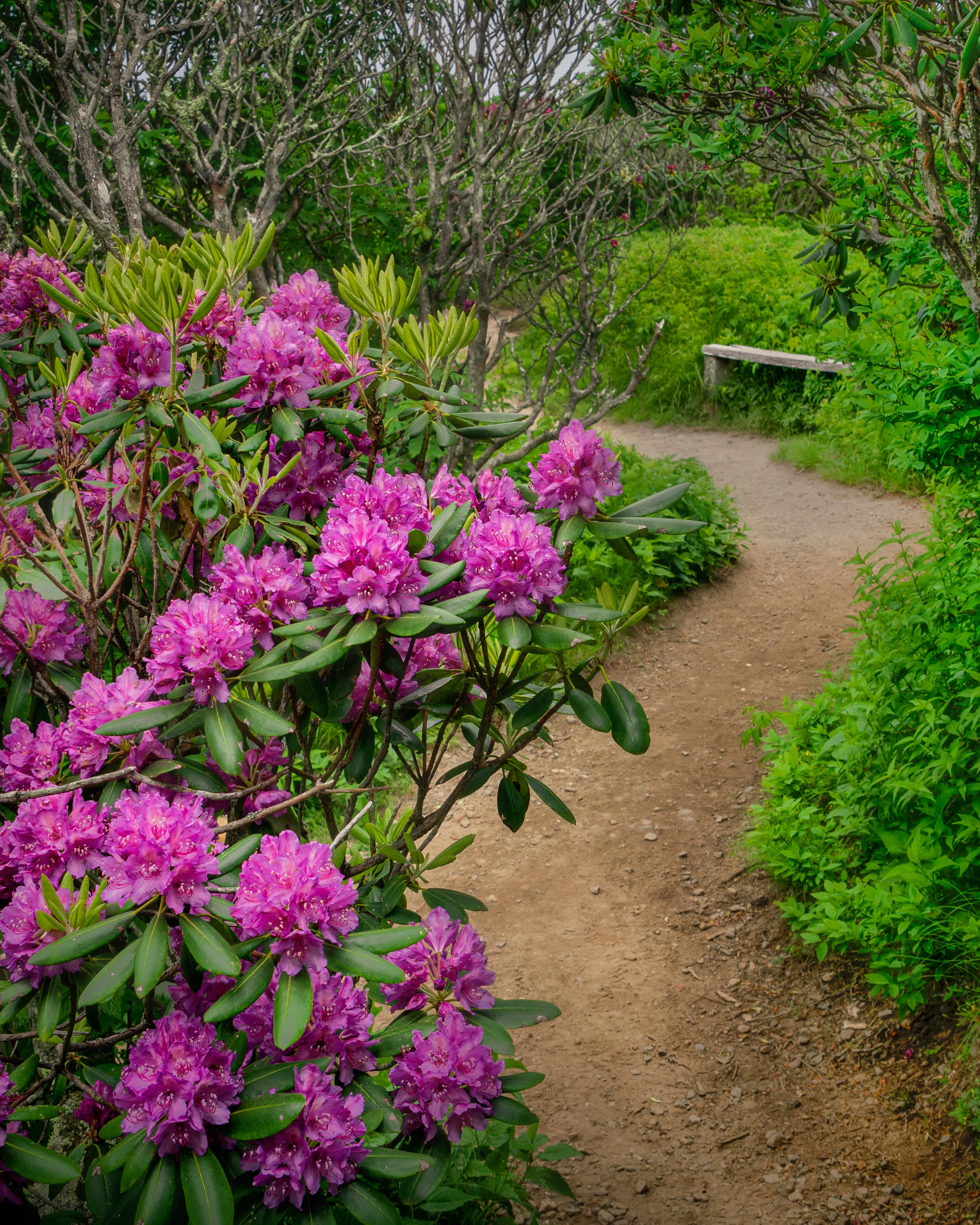Craggy in Spring