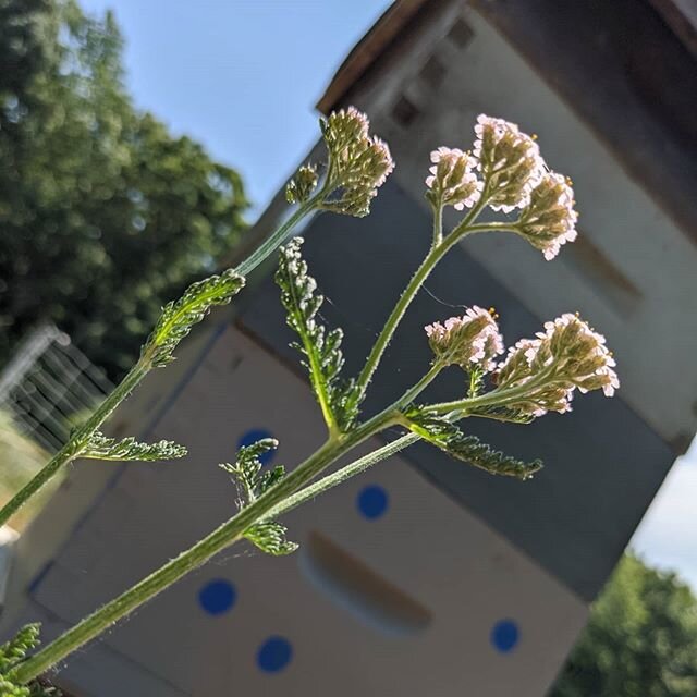 tfw the apiary yarrow is glowing 😍🐝🌱💚