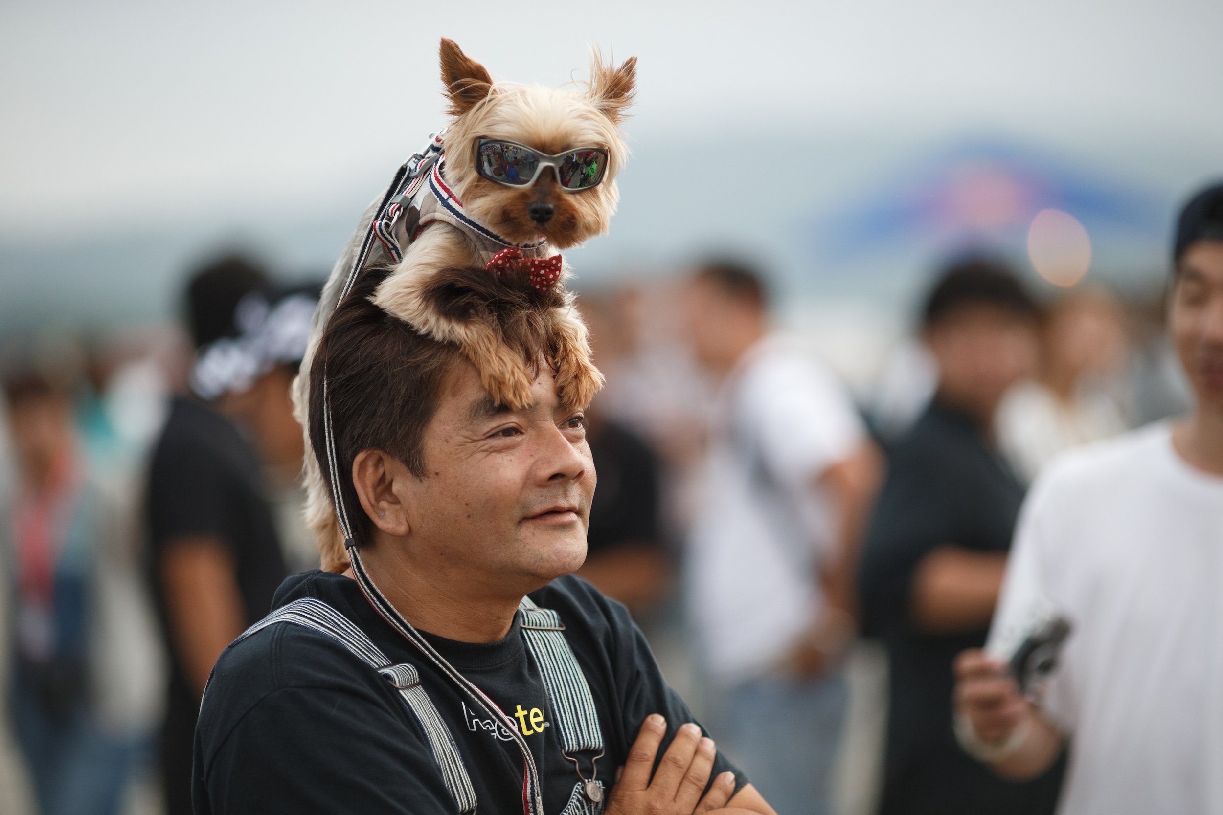 Larry Chen Book Life At Shutter Speed Dog and Fan