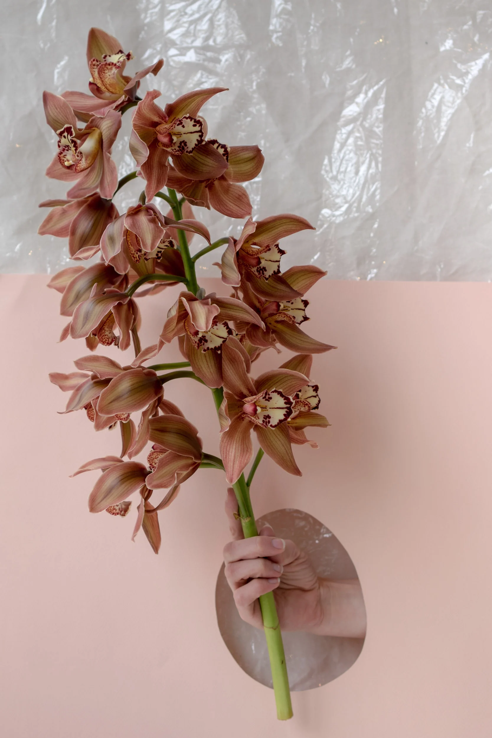 Tessa-4.jpg