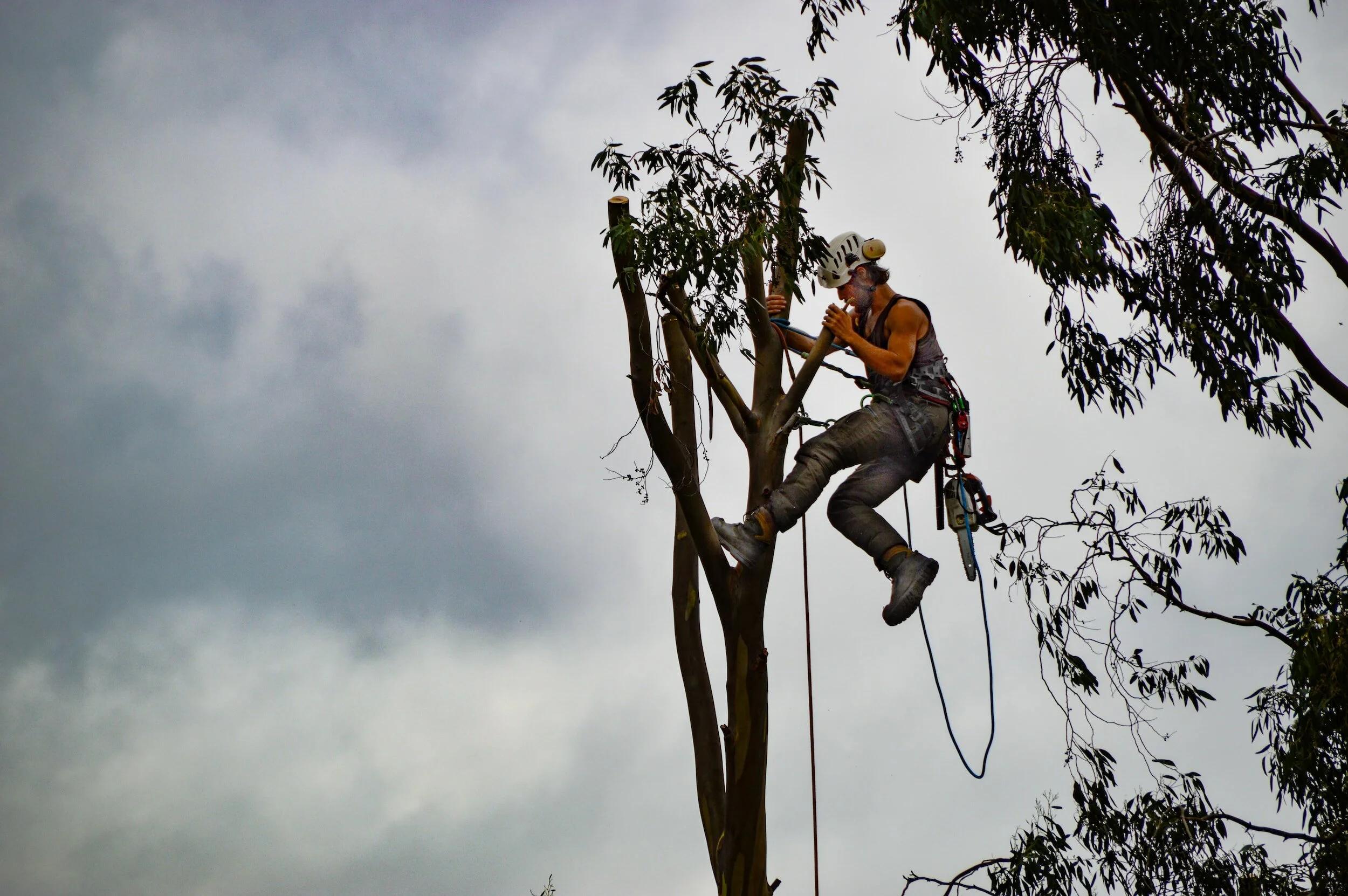 A Safer Way To Work: Tips for Your Arborist Business