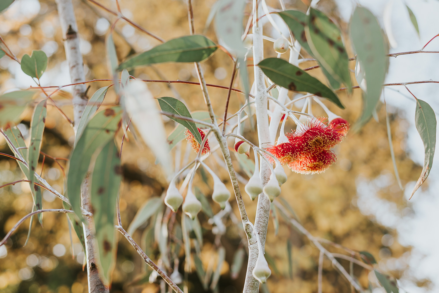 hawthorn-east-chiropractor-melbourne002.jpg