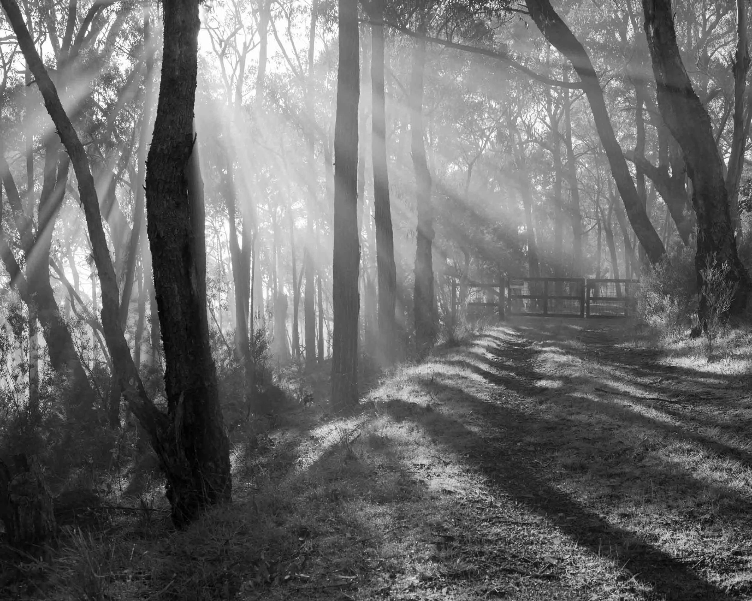 pathway of promiseWebSh.jpg