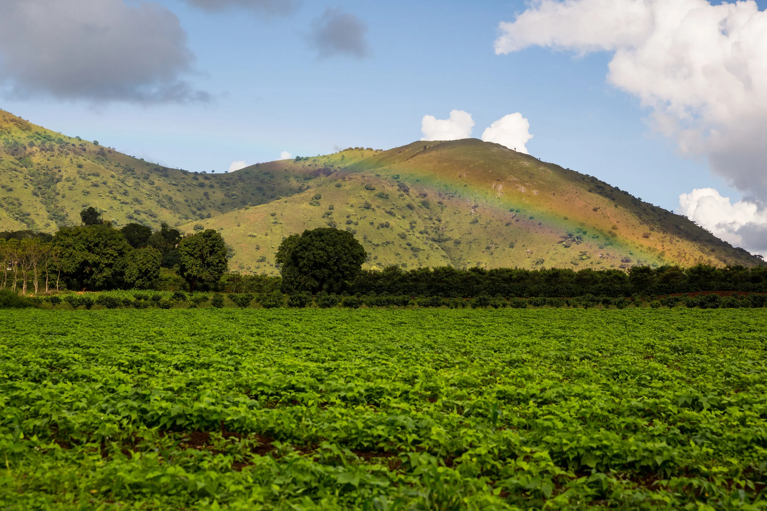Coffee growing in Cameroon