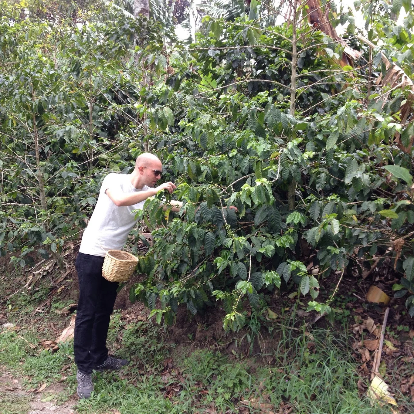 Picking coffee in Colombia