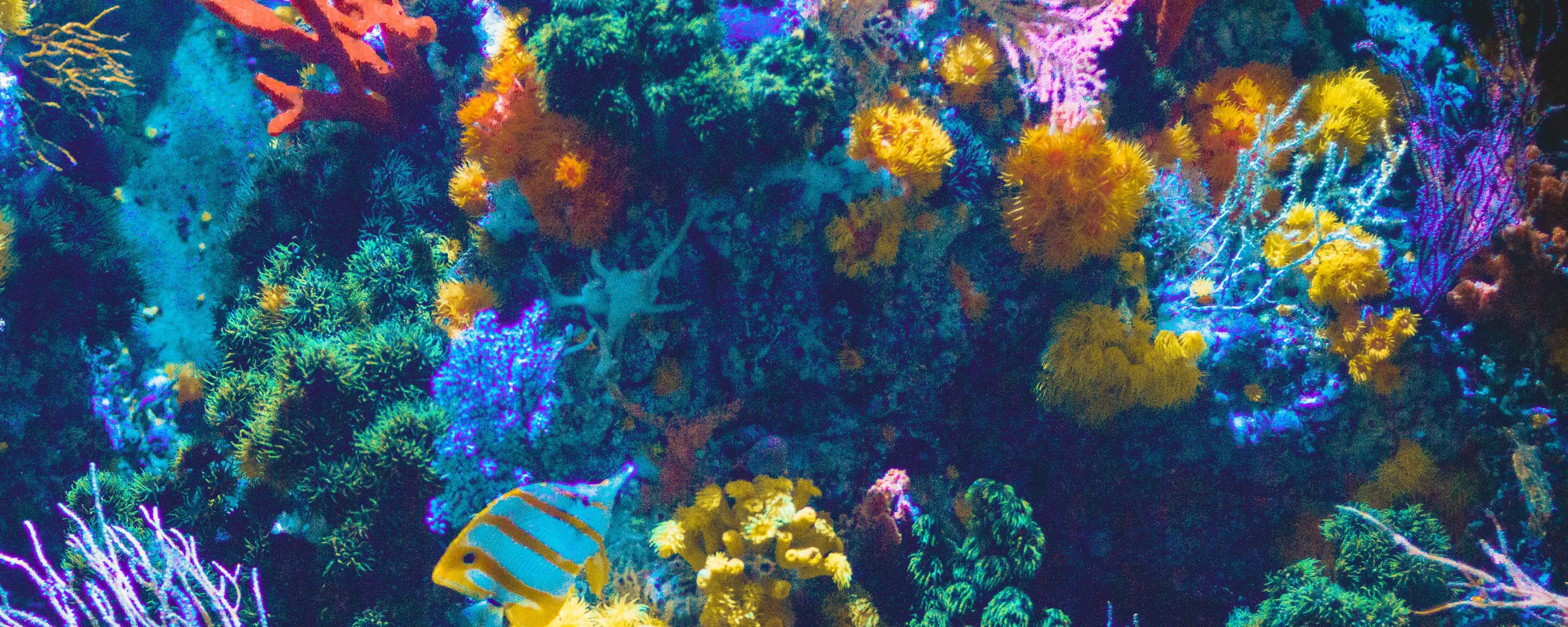 bigger-coral.jpg