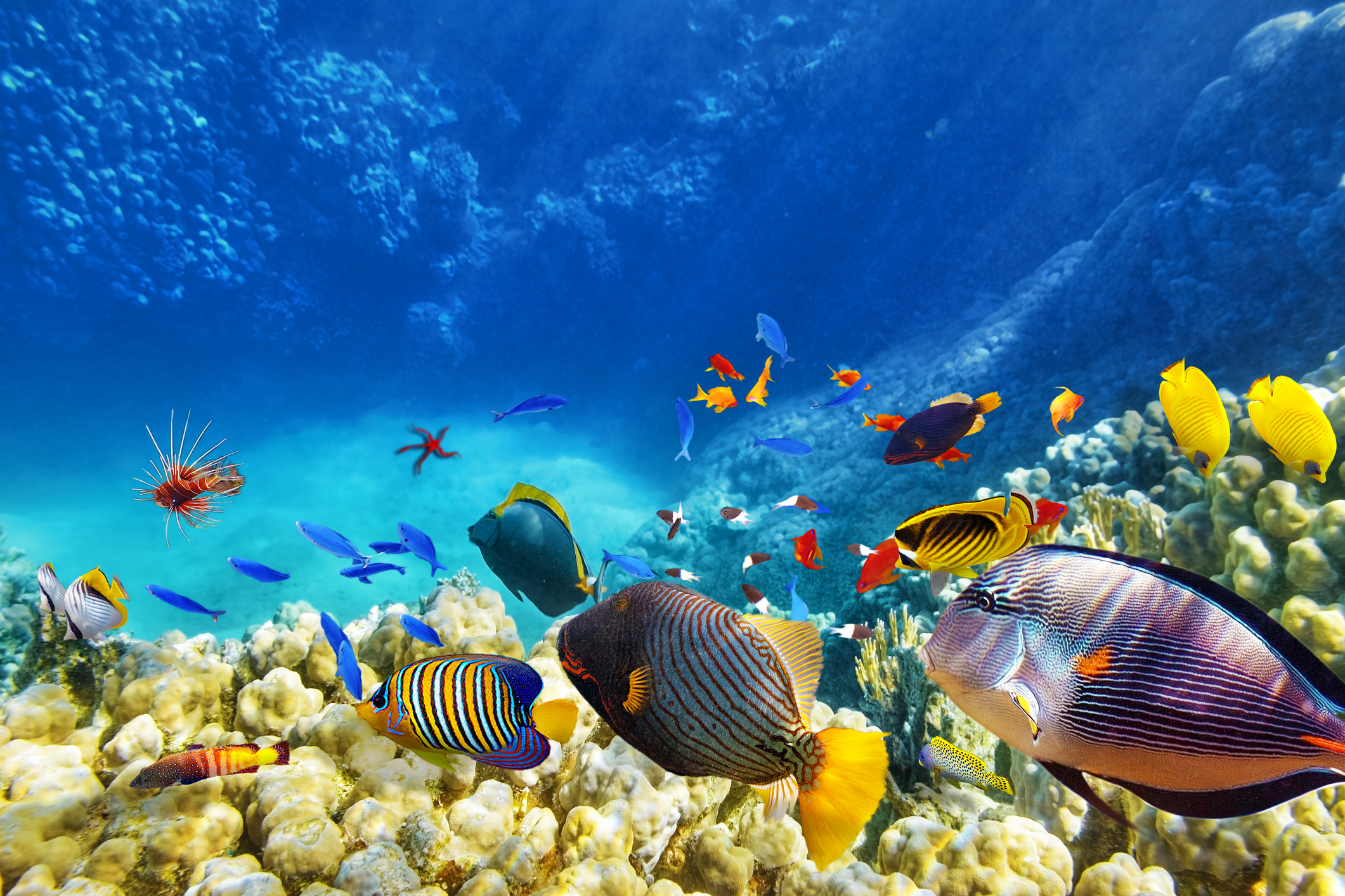 iStock-coral banner #2 472563478.jpg