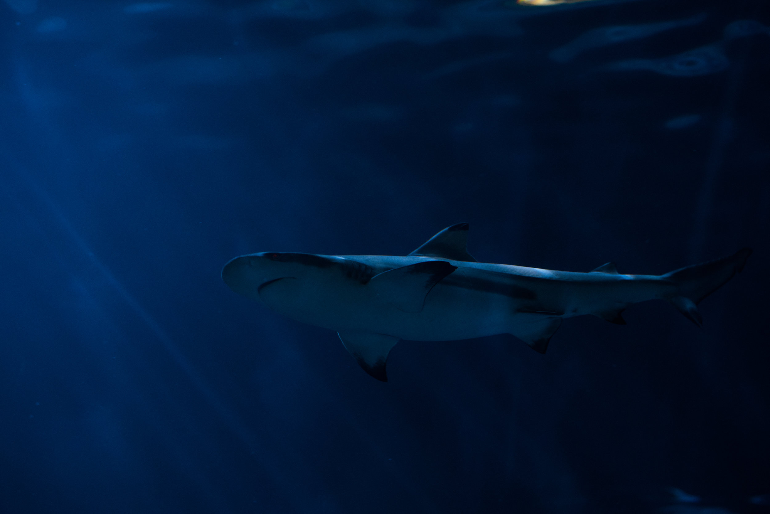 Carcharhinus limbatus (Copy)