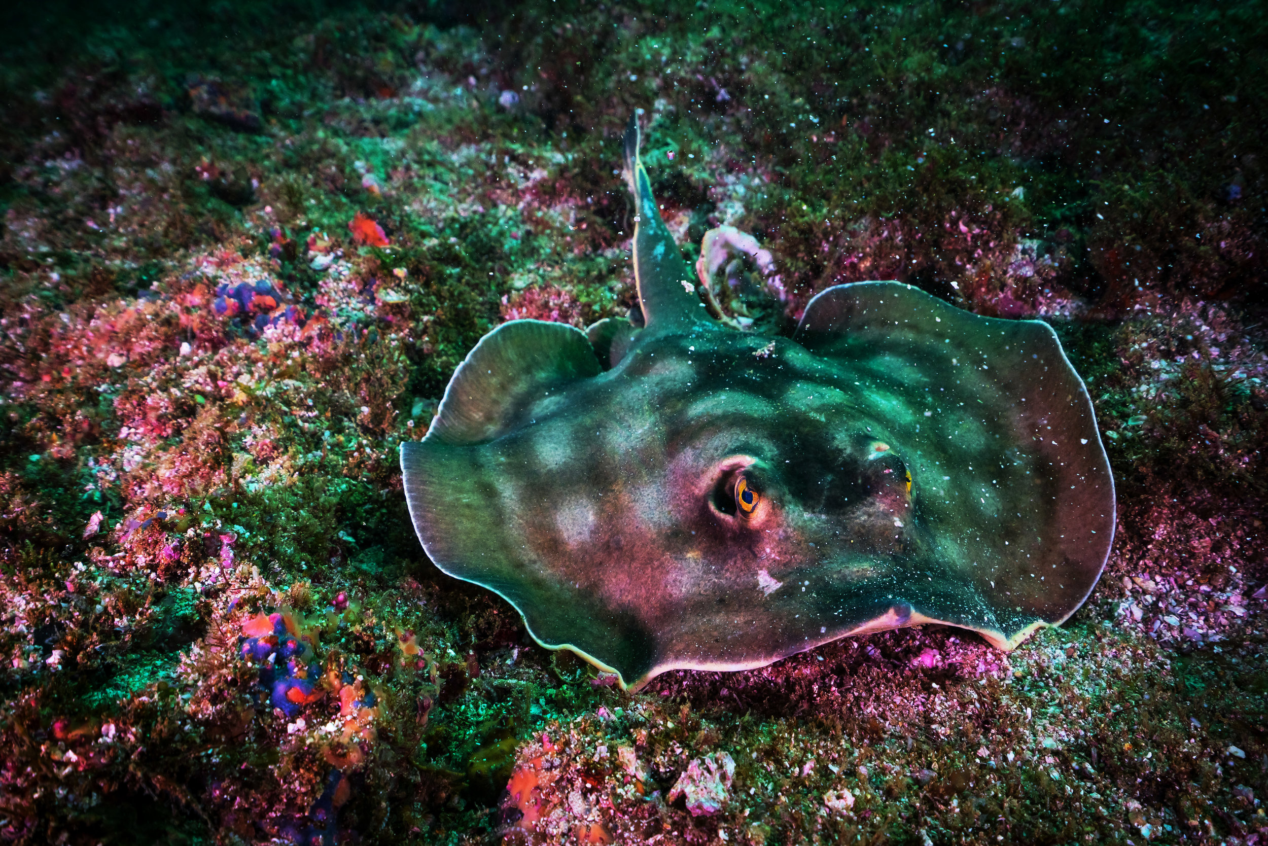 Dasyatis americana (Copy)