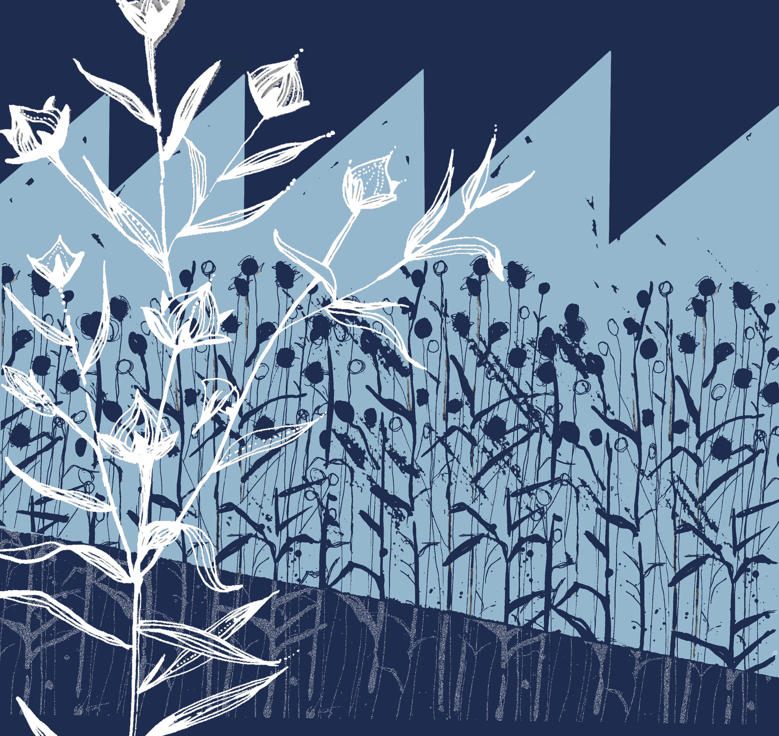 flax fields2.jpg