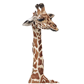 giraffe_web.png