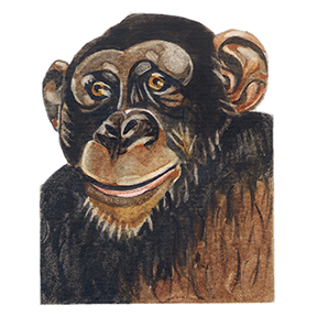 chimp_web.png