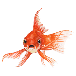 goldfish_web.png