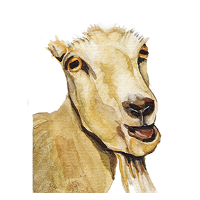 goat_web.png