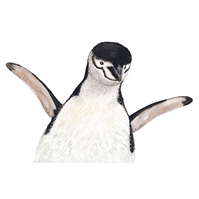 penguin_web.png