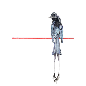 rongobird_web.png