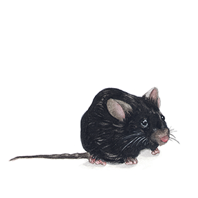 mouse_web.png