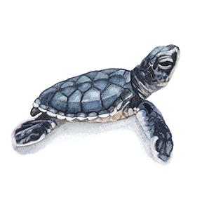 turtle_web.png