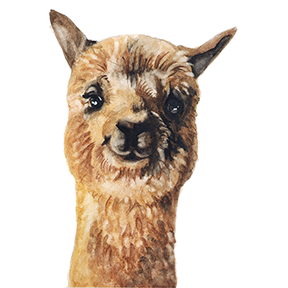 alpaca_web.png