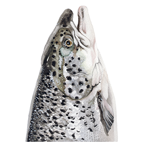 trout_web.png