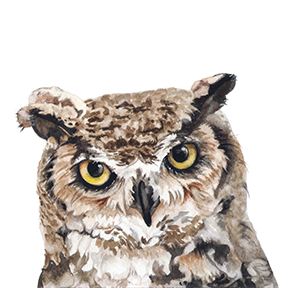 Owl_web.png