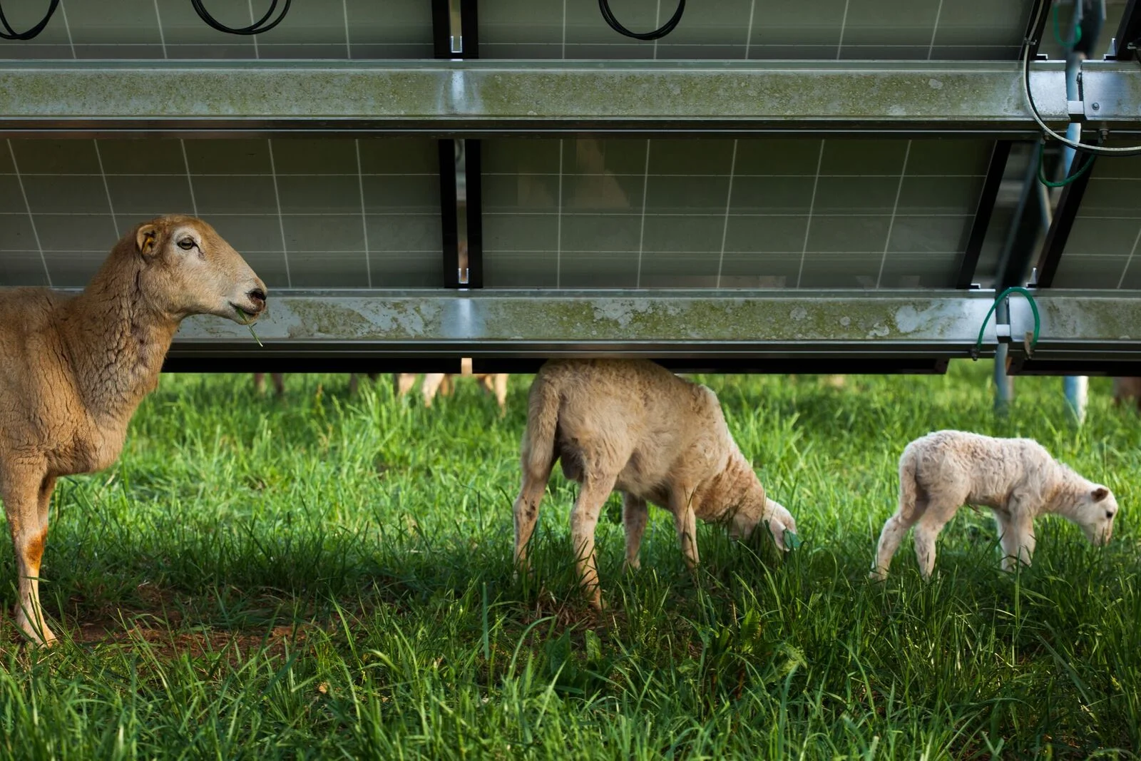 sheep under panels.jpg