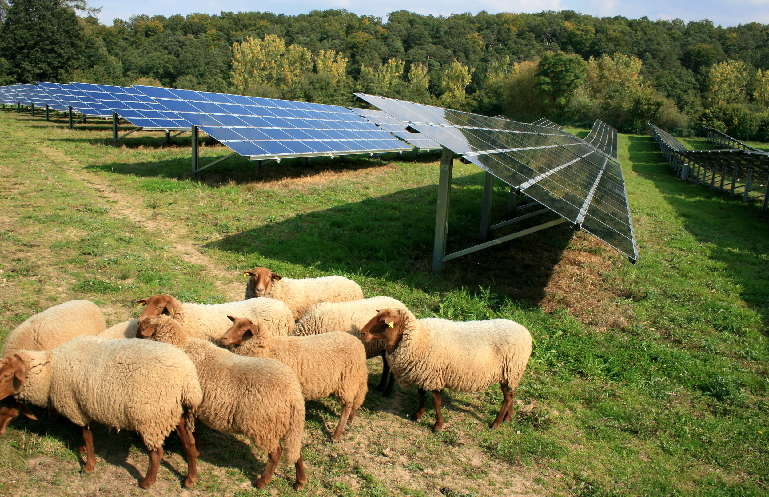  Sustainable Grounds Maintenance   For Solar Farms    Learn More  