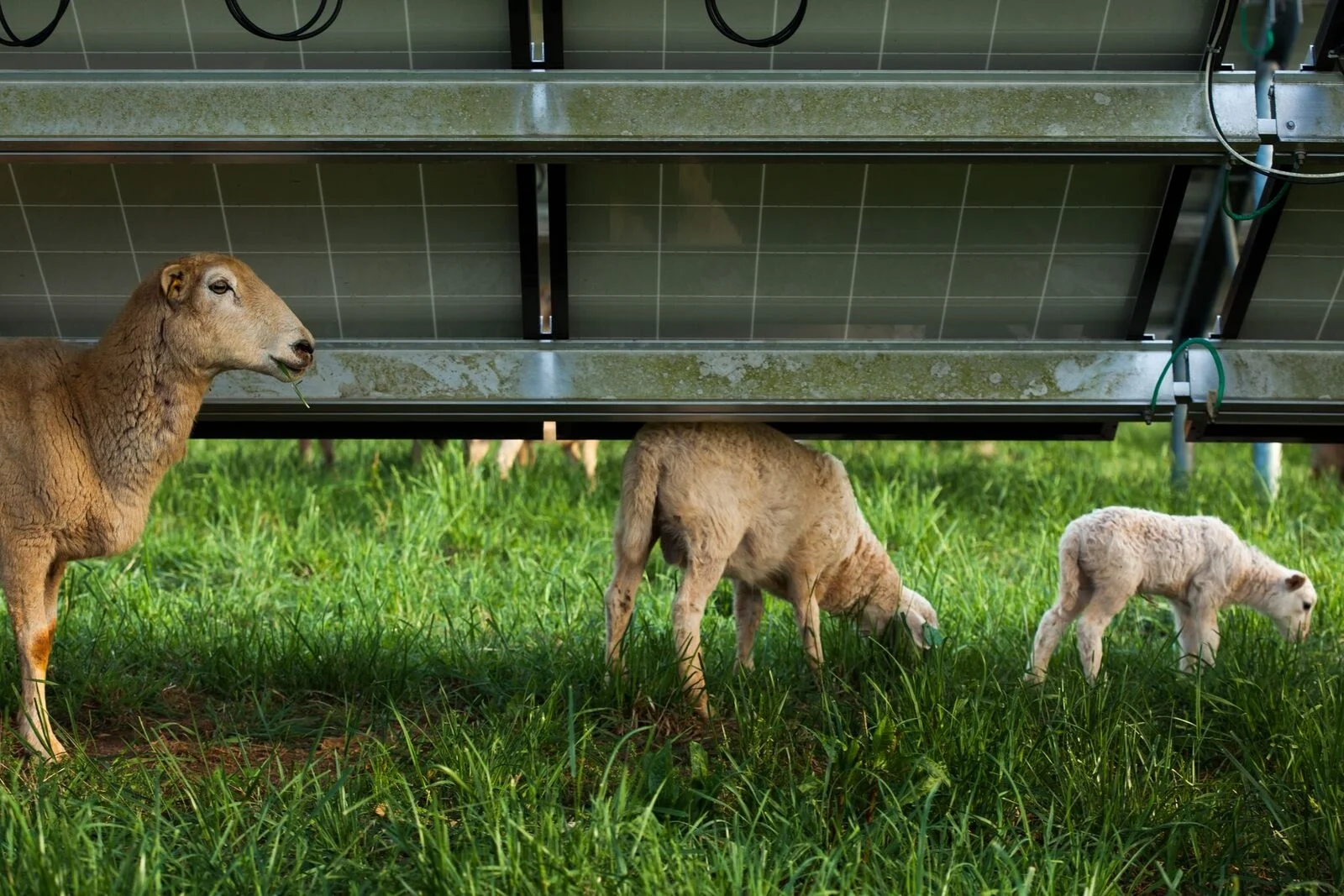 sheep under panels.jpg