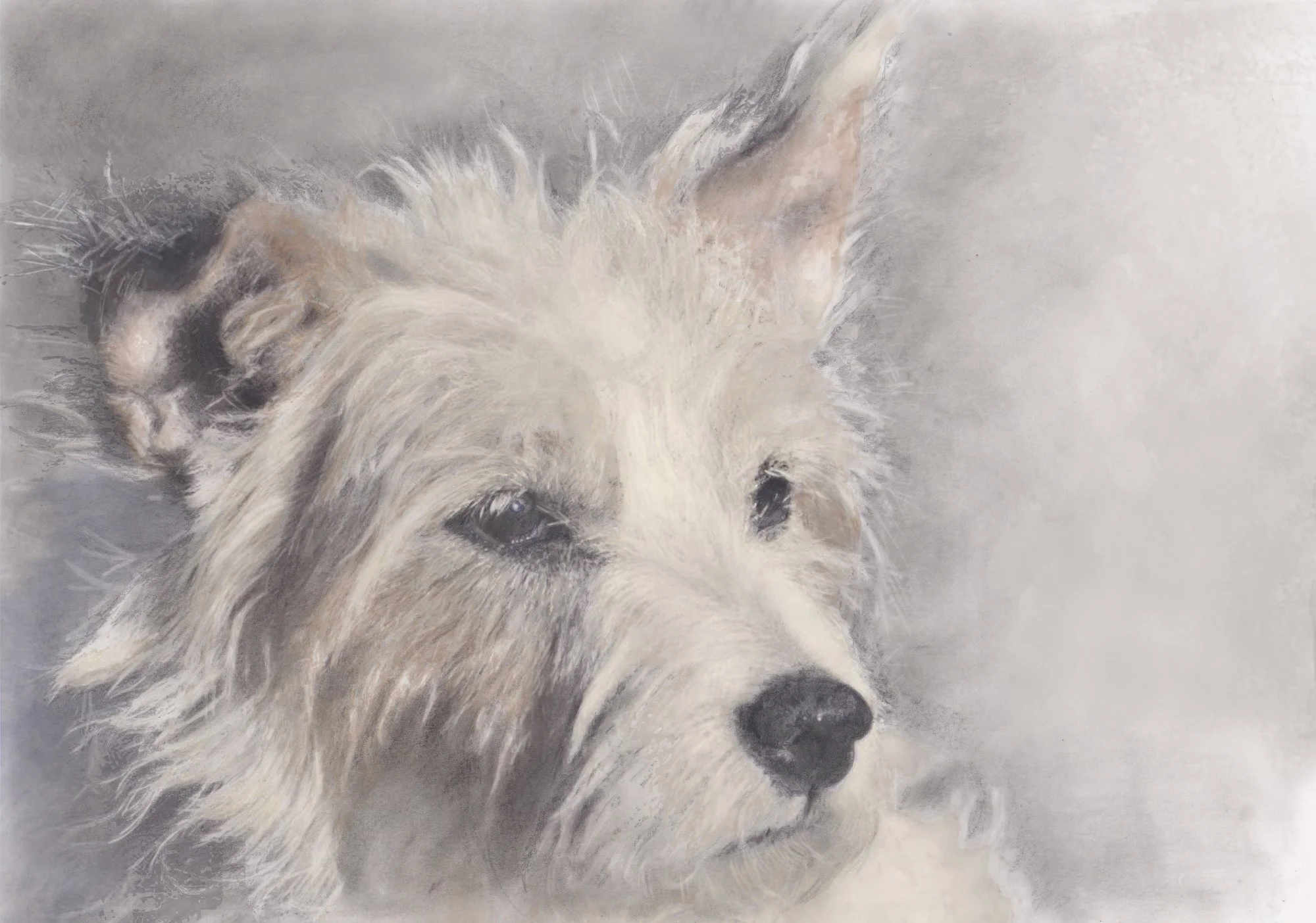 fidget-wire-haired-terrier-graphite-acrylic-ink-portrait-betsy-bradford.jpg